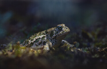 Natterjack toad (Epidalea calamita) green toad