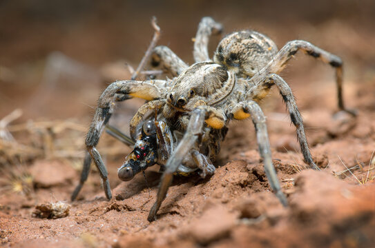 Wolf spider hunting (Lycosa hispanica)
