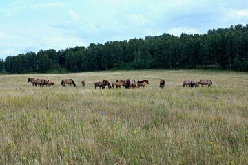 Beautiful summer landscape. Panoramic view on the mountains of forests and fields. The herd of horses. Beautiful sky.