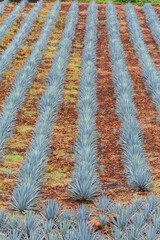 Tequila agave  landscape