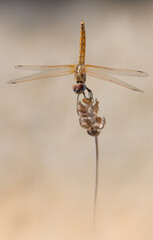 Dragonfly on a branch (Trithemis annulata) African dragonfly