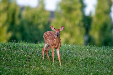 White-tailed deer fawn in an open field on a summer morning. 