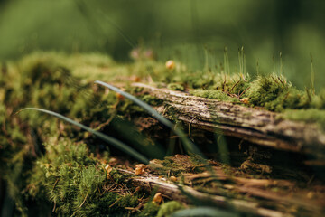 A bird sitting on top of a grass covered field