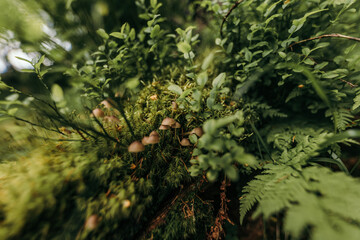 A close up of a tree