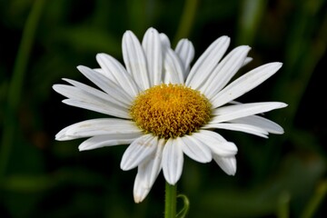Fototapeta premium White daisy flower in the garden