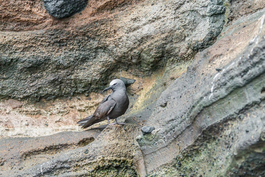 Brown noddy Anous stolidus Isabela Island Galapagos Islands