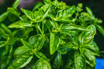 fresh beuatiful green basil leaves