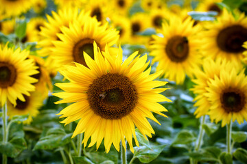 Fototapeta premium Fresh sunflowers blooming on farm during summer