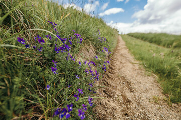 A purple flower in a field