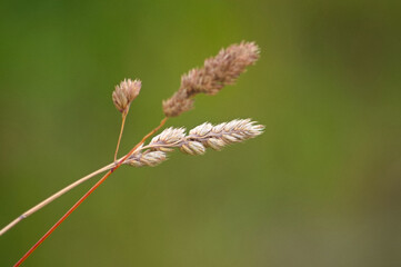 close up of grass