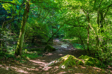 A green forest promenade on Lake Monticolo in the morning in the municipality of Eppan in Italian South Tyrol.