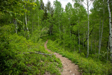 footpath in the woods