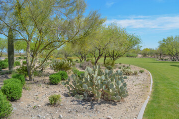 Beautiful Mesquite Trees and Prickly Pear Cactus in the Desert Southwest, Maricopa County, Arizona