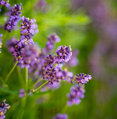 Detail of violet lavender flower