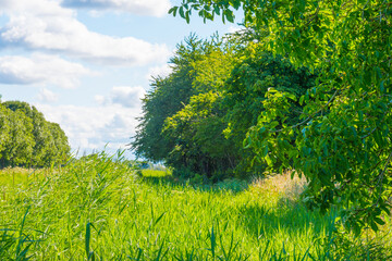 Lush green foliage of trees, yellow grass and wild flowers in a grassy pasture in bright sunlight and shadow on a summer morning, Almere, Flevoland, The Netherlands, July 15, 2020