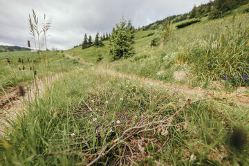 A close up of a lush green field