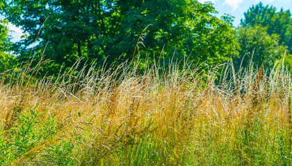 Lush green foliage of trees, yellow grass and wild flowers in a grassy pasture in bright sunlight and shadow on a summer morning, Almere, Flevoland, The Netherlands, July 15, 2020