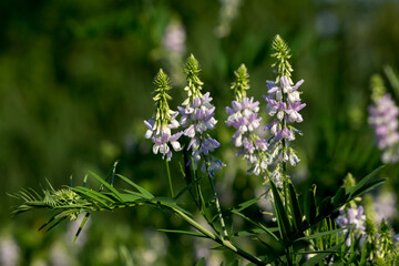 Fototapeta premium spring vetch (Vicia sativa L.)