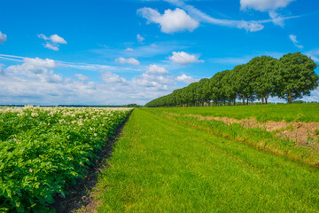 Fototapeta na wymiar Potato plants growing and flowering in an agricultural field in the countryside below a blue cloudy sky in sunlight in summer, Almere, Flevoland, The Netherlands, July 15, 2020
