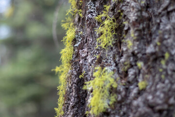 moss on tree