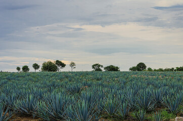 tequila fields