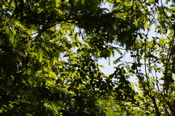 leaves 