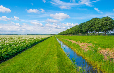 Potato plants growing and flowering in an agricultural field in the countryside below a blue cloudy sky in sunlight in summer, Almere, Flevoland, The Netherlands, July 15, 2020