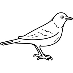 American Robin