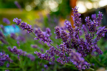 Detail of violet lavender flower