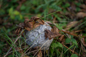 wasp nest on a grass