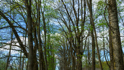 Trees of parks on sunny days on classic blue background. Nature concept. Space for text.