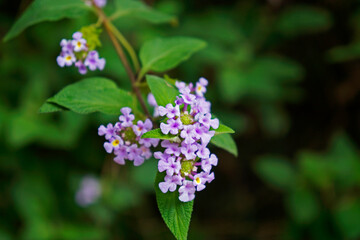 Bushy lippia flowers (Lippia alba)