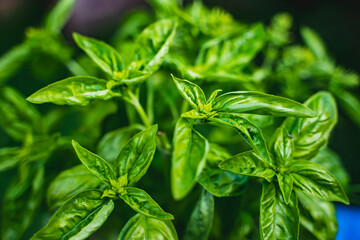 fresh beuatiful green basil leaves