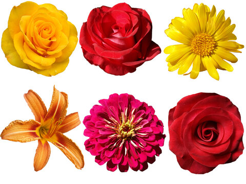 Different flowers on a transparent background.