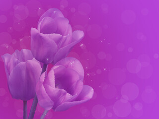 Postcard with three purple tulips. 