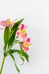 Photos of high key pink flowers on white background