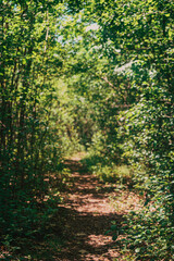 footpath in the forest
