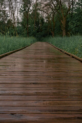 Obraz premium wooden bridge in the woods