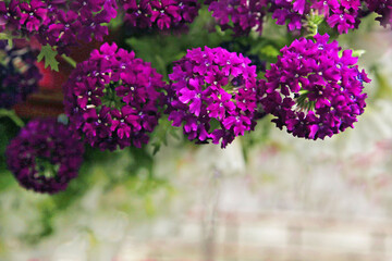 Blooming purple flowers of the verbena in the greenhouse