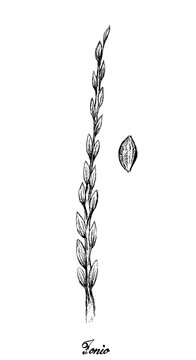 Illustration Hand Drawn Sketch of Bunch of Ripe Acha or Fonio Millets Isolated on White Background.

