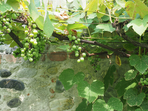 grapevine plant (Vitis vinifera)