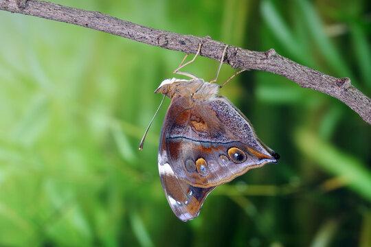 Autumn Leaf Butterfly (Doleschallia bisaltide), the leafwing butterfly.
