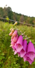 Digitalis purpurea