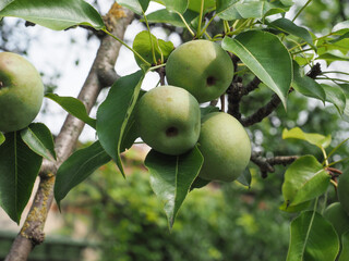 green pear fruit food