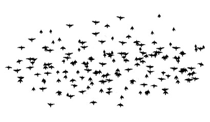 A flock of flying birds. Vector illustration