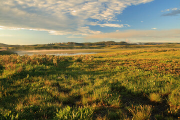 Bright grassy landscape in Yellowstone
