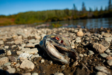 Alaska Back Country
