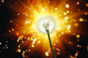 dandelion flower on shiny firework background