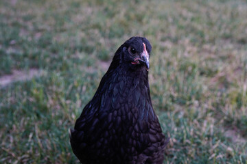 Free range Australorp chicken.