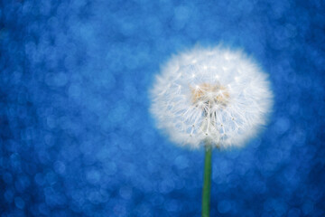 dandelion flower on blue bokeh background